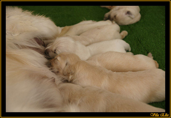 comprar golden retriever villa ellie